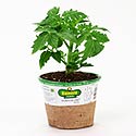 Bonnie Plants Patio Tomato